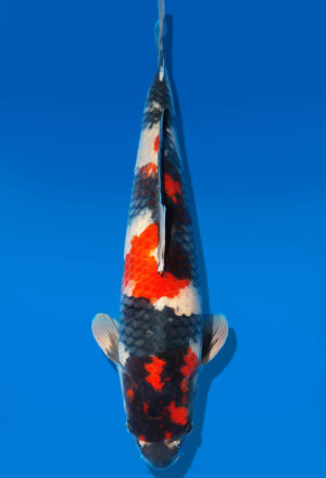 Koi Shop Dainichi Showa Nisai BlackMonroe male 62cm T06-0183