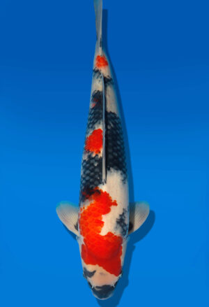 Koi Shop Dainichi Showa Nisai MonaLisa male 55cm T06-0186