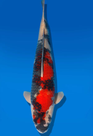 Koi Shop Dainichi Showa Nisai Monroe male 60cm T06-0188