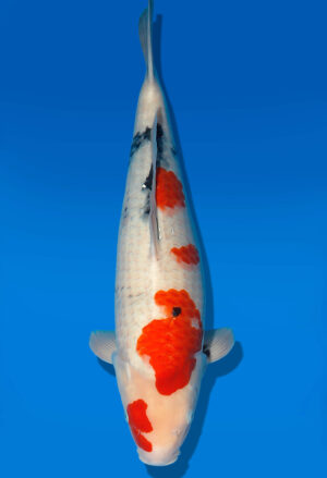 Koi Shop Dainichi Showa Nisai MonaLisa female 52cm T06-0189