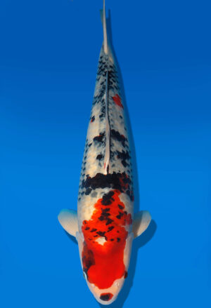 Koi Shop Dainichi Showa Nisai MonaLisa male 58cm T06-0192