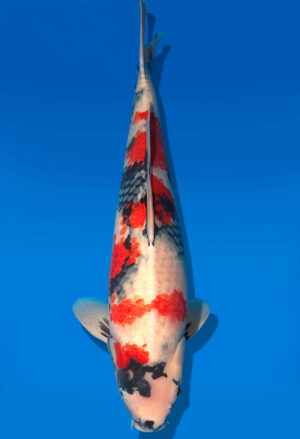 Koi Shop Dainichi Showa Nisai MonaLisa male 59cm T06-0194