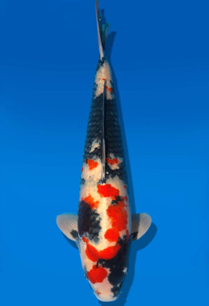 Koi Shop Dainichi Showa Nisai BlackMonroe male 62cm T06-0195