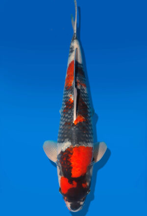 Koi Shop Dainichi Showa Nisai BlackMonroe male 61cm T06-0208