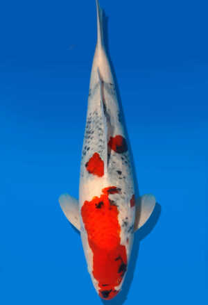 Koi Shop Dainichi Showa Nisai MonaLisa male 58cm T06-0213
