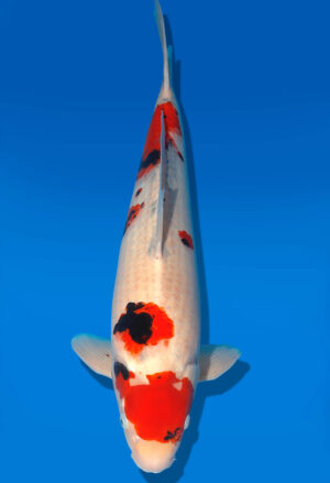 Koi Shop Dainichi Showa Nisai WhiteMonroe male 51cm T06-0221