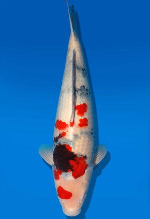 Koi Shop Dainichi Showa Nisai BlackMonroe female 55cm T06-0226