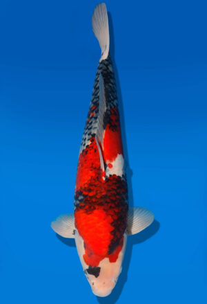 Koi Shop Dainichi Showa Nisai BlackMonroe male 53cm T06-0230