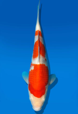 Koi Auktion Dainichi Kohaku JumboTosai WhiteDragon - 29cm GT5-0704