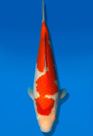 Koi Auktion Dainichi Kohaku JumboTosai WhiteTiger - 31cm GT4-0707