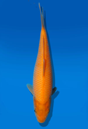 Koi Auktion Dainichi Karashigoi JumboTosai YellowMonkey - 23cm GT2-0697