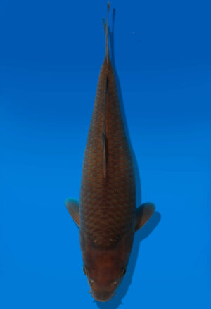 Koi Auktion Dainichi Chagoi JumboTosai BrownMonkey - 25cm GT3-0692