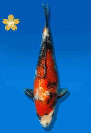 Koi Auktion Dainichi GinrinShowa JumboTosai XGinrin - 25cm GT1-0370