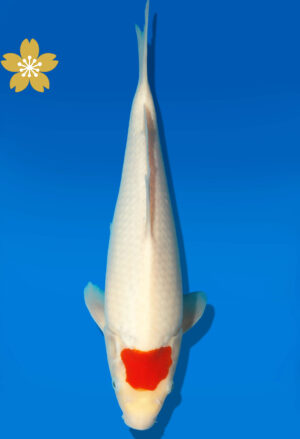 Koi Auktion Dainichi Tancho JumboTosai WhiteTiger - 33cm GT1-0371