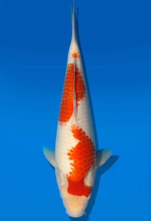 Koi Auktion Dainichi Kohaku JumboTosai WhiteTiger - 34cm GT1-0372