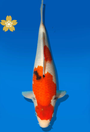 Koi Auktion Dainichi Showa JumboTosai MonroeJr. - 27cm GT1-0376