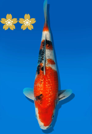 Koi Auktion Dainichi GinrinShowa JumboTosai XGinrin - 22cm GT1-0374