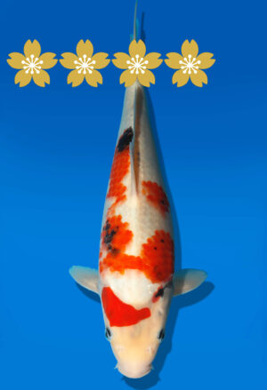 Koi Auktion Dainichi Showa JumboTosai MonroeJr. - 30cm GT1-0377