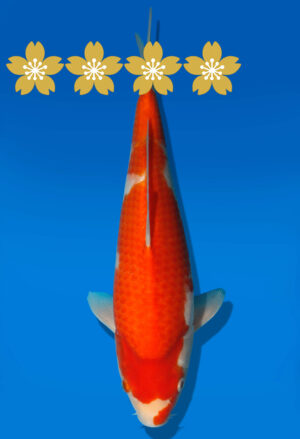 Koi Auktion Dainichi Kohaku JumboTosai RedTiger - 31cm GT1-0408