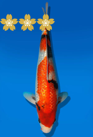 Koi Auktion Dainichi GinrinShowa JumboTosai XGinrin - 26cm GT1-0379