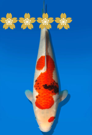 Koi Auktion Dainichi Showa JumboTosai Gatcha/Monroe - 35cm GT1-0382