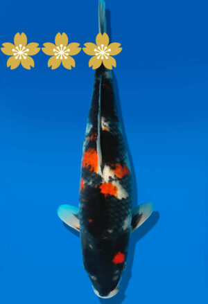 Koi Auktion Dainichi Showa JumboTosai MonaLisa - 31cm GT1-0383