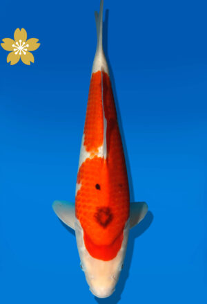 Koi Auktion Dainichi Kohaku JumboTosai WhiteTiger - 35cm GT1-0384