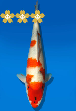 Koi Auktion Dainichi Showa JumboTosai SuperMonster - 32cm GT1-0384