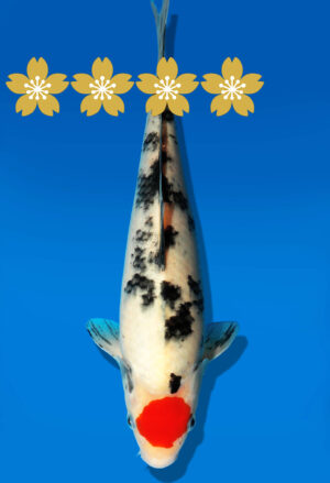 Koi Auktion Dainichi TanchoSanke JumboTosai MSankeJr. - 23cm GT4-0385