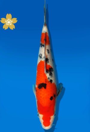 Koi Auktion Dainichi Sanke JumboTosai MSankeJr. - 24cm GT4-0386