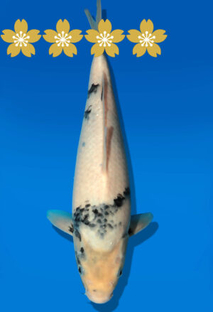 Koi Auktion Dainichi Shiro JumboTosai MonroeJr. - 27cm GT4-0387