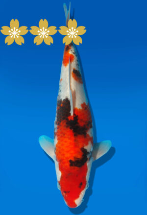 Koi Auktion Dainichi Showa JumboTosai MonaLisa - 27cm GT4-0388
