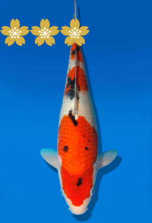 Koi Auktion Dainichi Sanke JumboTosai MSankeJr. - 26cm GT4-0389