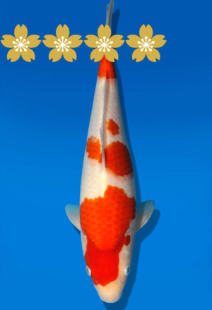 Koi Auktion Dainichi Kohaku JumboTosai WhiteTiger - 30cm GT4-0379