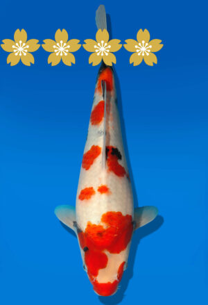 Koi Auktion Dainichi Showa JumboTosai MonroeJr. - 32cm GT4-0380