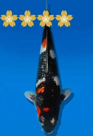 Koi Auktion Dainichi GinrinShowa JumboTosai XGinrin - 29cm GT4-0381