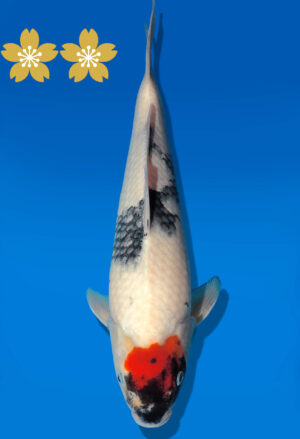 Koi Auktion Dainichi TanchoShowa JumboTosai MonroeJr. - 29cm GT4-0391