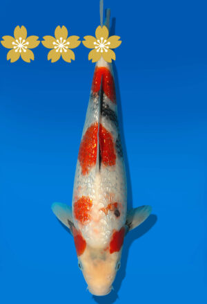 Koi Auktion Dainichi GinrinShowa JumboTosai XGinrin - 25cm GT4-0392