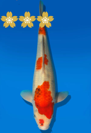 Koi Auktion Dainichi Showa JumboTosai MonroeJr. - 36cm GT4-0393