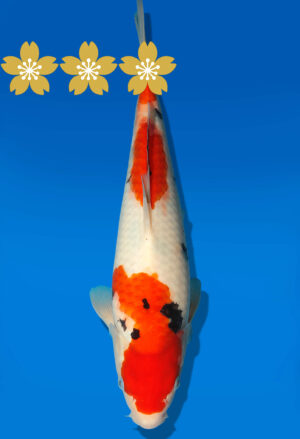 Koi Auktion Dainichi Sanke JumboTosai MSankeJr. - 34cm GT4-0394