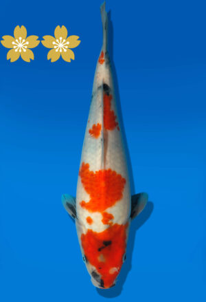 Koi Auktion Dainichi Showa JumboTosai MonroeJr. - 29cm GT4-0395