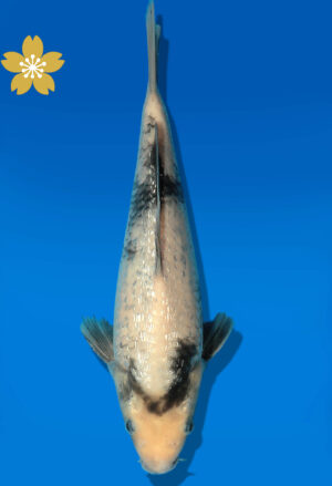 Koi Auktion Dainichi GinrinShiro JumboTosai XGinrin - 23cm GT4-0396