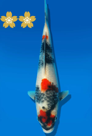 Koi Auktion Dainichi Showa JumboTosai MonroeJr. - 23cm GT5-0398