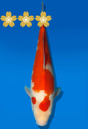 Koi Auktion Dainichi Kohaku JumboTosai RedTiger - 29cm GT5-0399