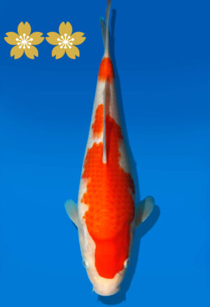 Koi Auktion Dainichi Kohaku JumboTosai WhiteTiger - 27cm GT5-0400