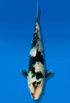 Koi Auktion Dainichi Shiro JumboTosai MonaLisa - 21cm GT4-0390