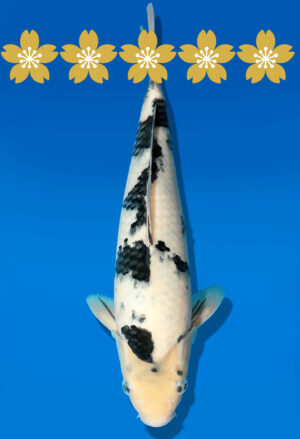 Koi Auktion Dainichi Bekko JumboTosai MSankeJr. - 28cm GT5-0404