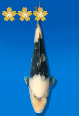 Koi Auktion Dainichi Shiro JumboTosai MonaLisa - 30cm GT5-0405