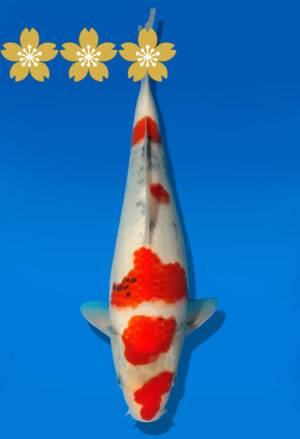 Koi Auktion Dainichi Showa JumboTosai MonroeJr. - 26cm GT5-0406