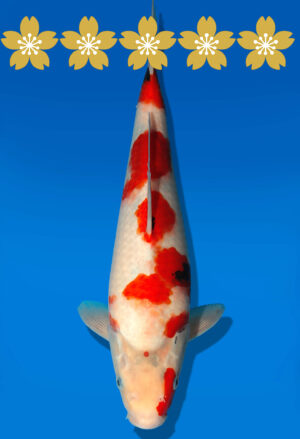 Koi Auktion Dainichi Showa JumboTosai SuperMonster - 31cm GT5-0407